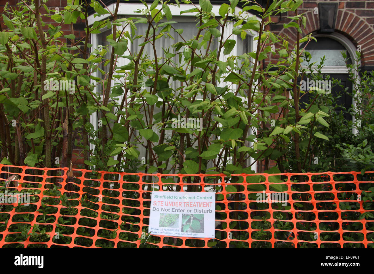 Do Not Enter sign on property invaded by Japanese Knotweed in Sheffield Stock Photo