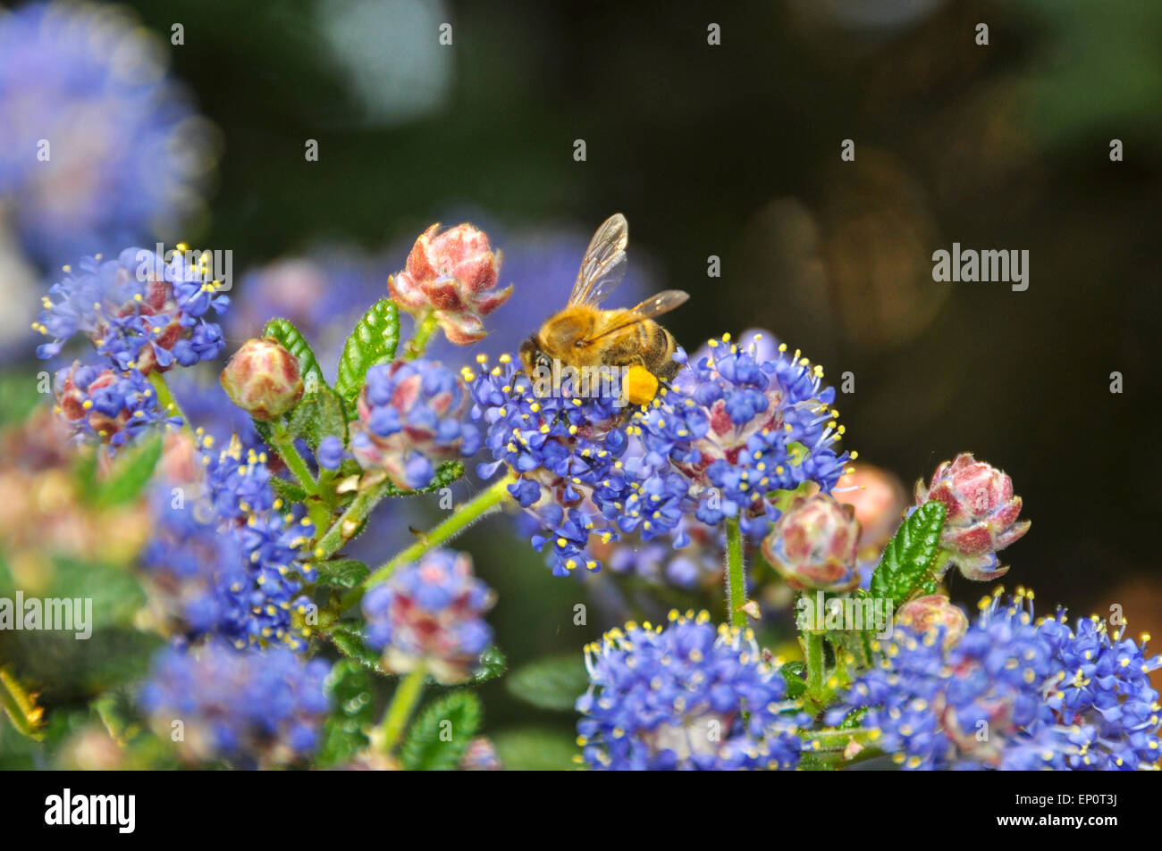 Honey bee collecting pollen in Spring Stock Photo - Alamy