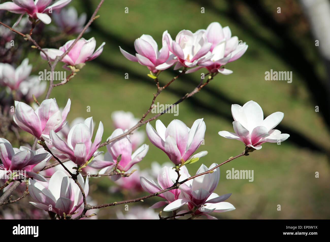 Blooms Outside Hi-res Stock Photography And Images - Alamy