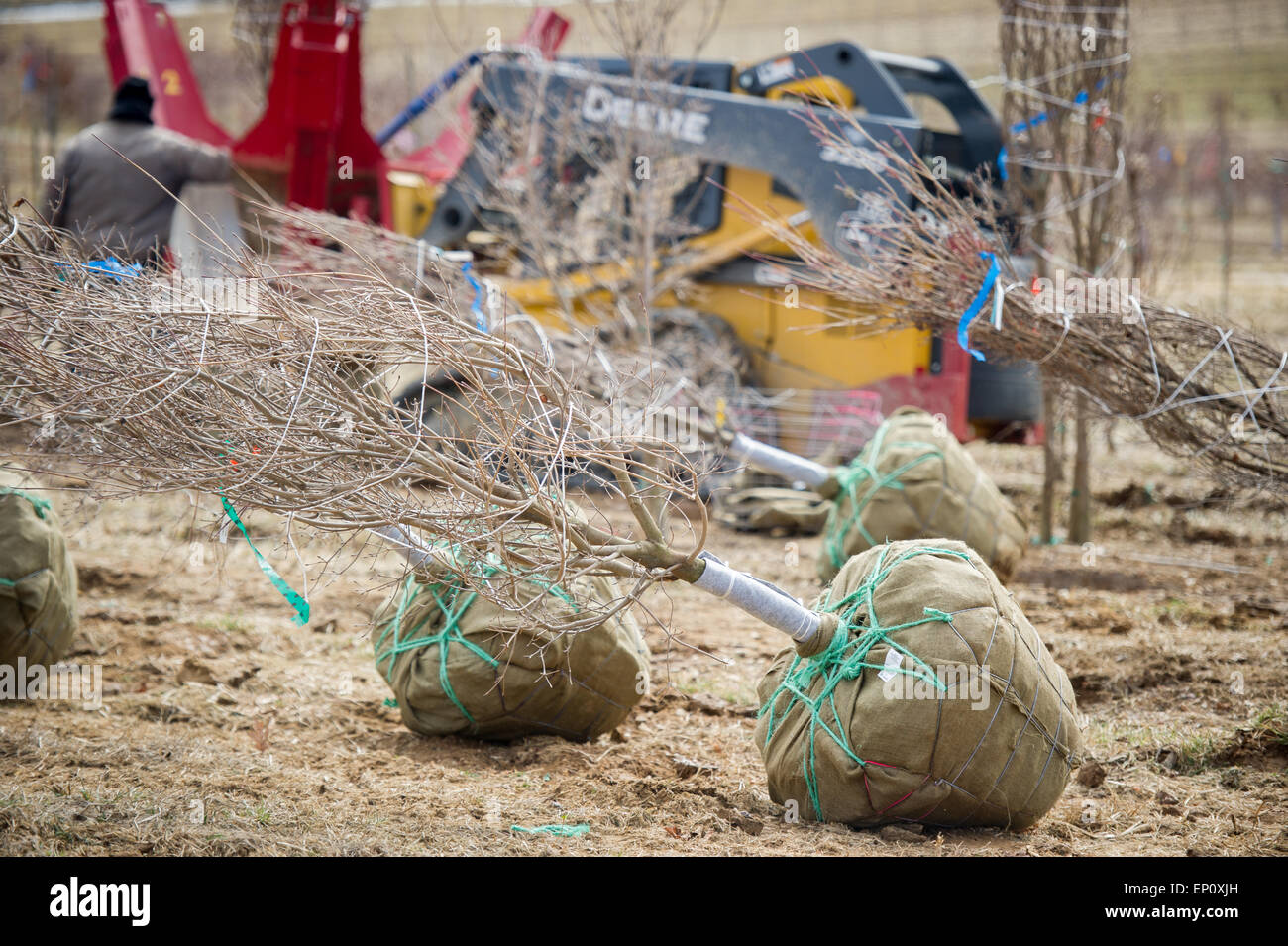 Root balled trees hires stock photography and images Alamy