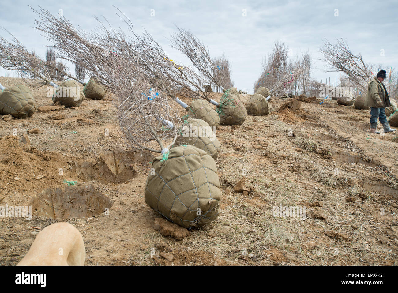 Trees ready for planting at a nursery in Street, Maryland Stock Photo