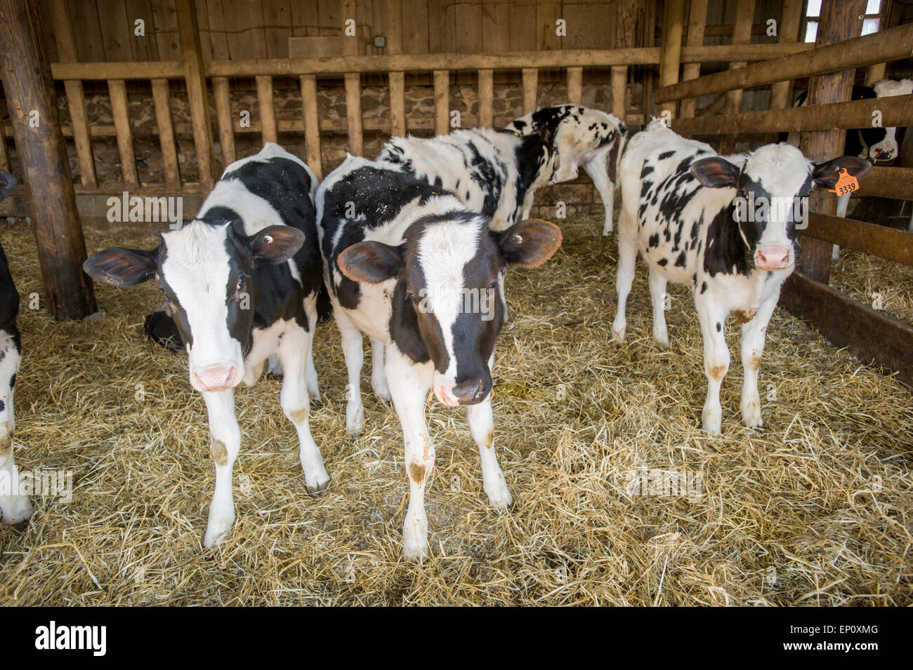 Black and white calves inside a barn in Harford County, MD Stock Photo ...