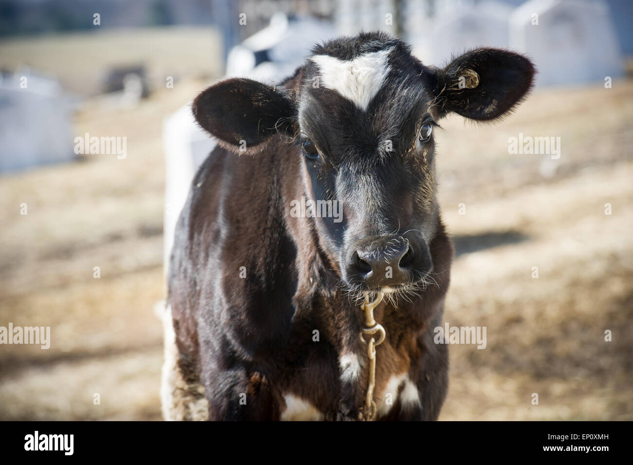 Black and white calf at a farm in Harford County, MD Stock Photo Alamy