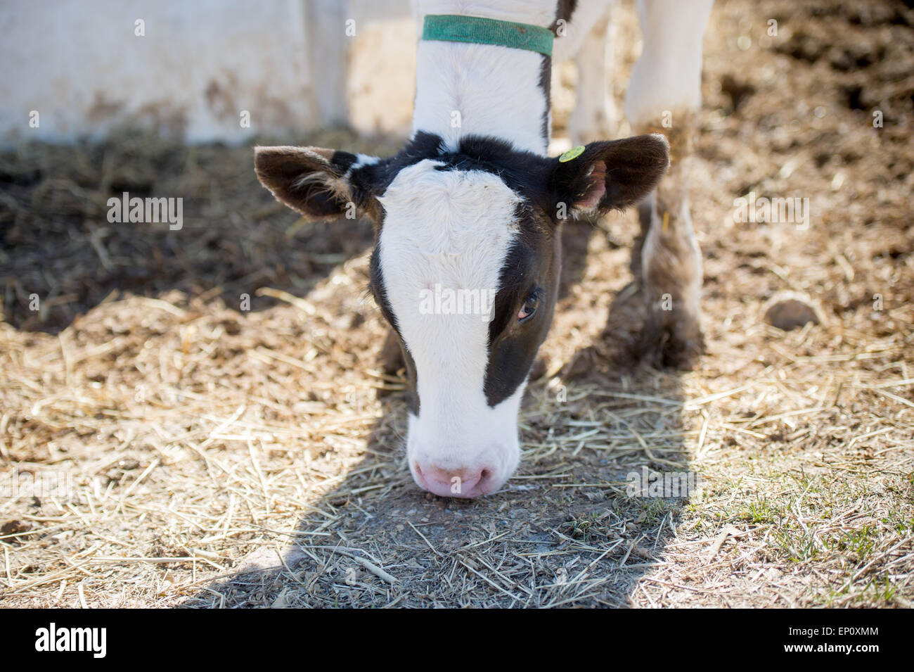 Black and white calf at a farm in Harford County, MD Stock Photo - Alamy
