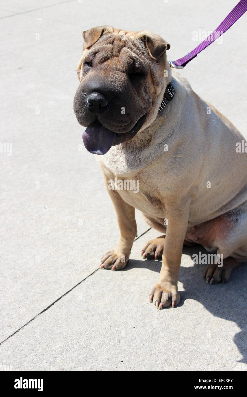 A dog on leash sitting and waiting patiently. Stock Photo