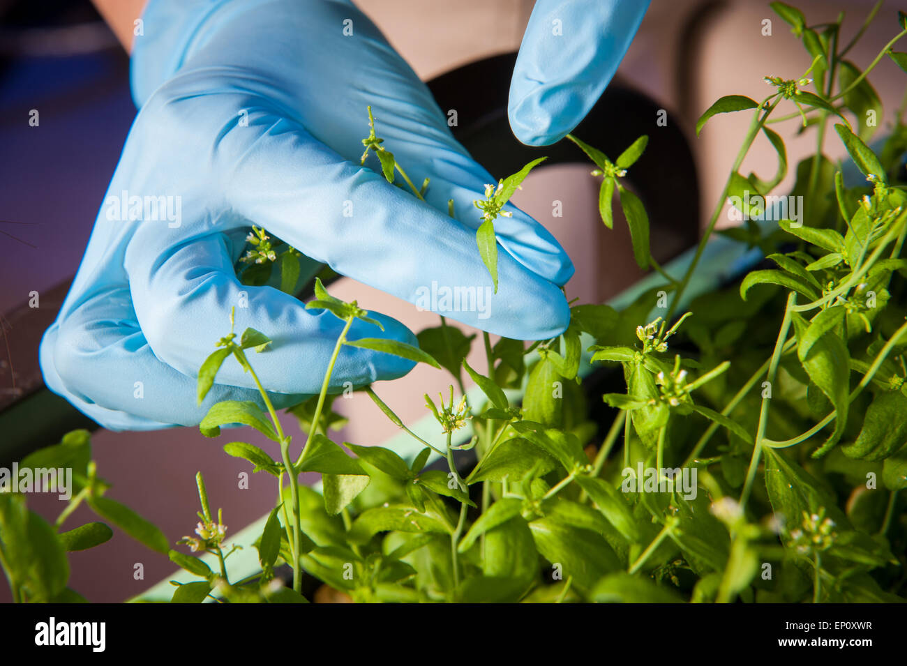 Blue gloved hands holding a plant in a plant science lab in College Park, Maryland Stock Photo