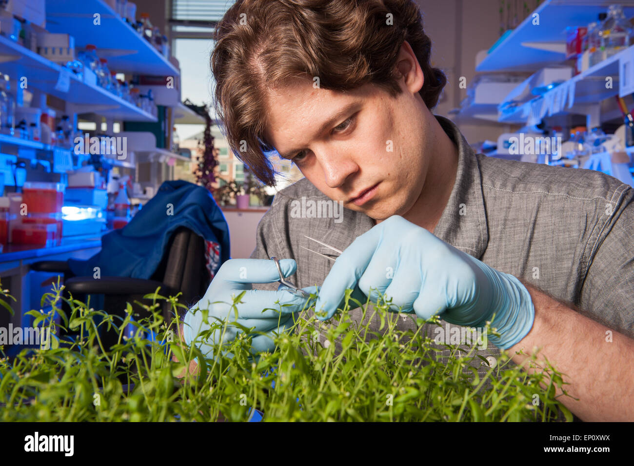 Young man cutting a plant in a plant science lab in College Park, Maryland Stock Photo