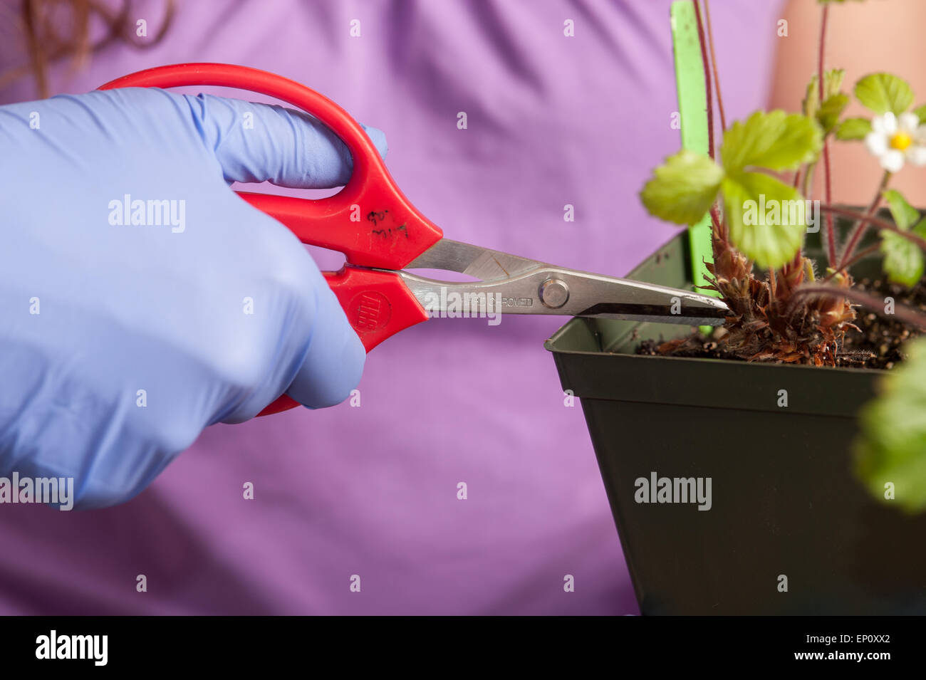 Blue gloved hand cutting a plant with scissors in a plant science lab in College Park, Maryland Stock Photo