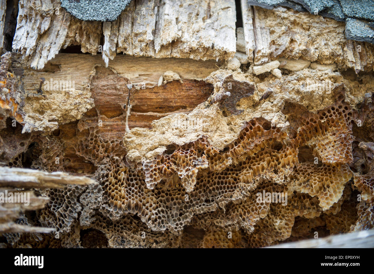 Bee hive on old building in Burkittsville, Maryland Stock Photo