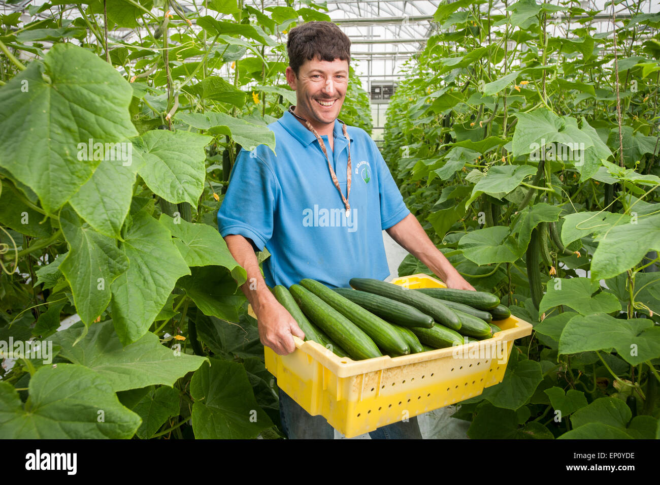 Man holding plastic box of harvested cucumbers in greenhouse in Cordova