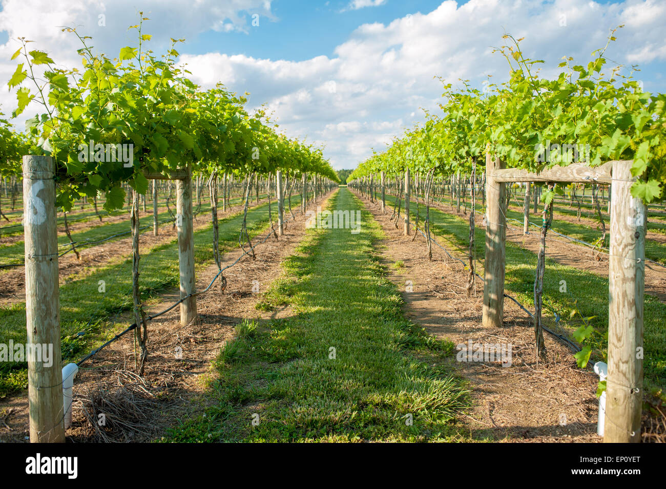 Vineyard in Dorchester county, Maryland, USA Stock Photo
