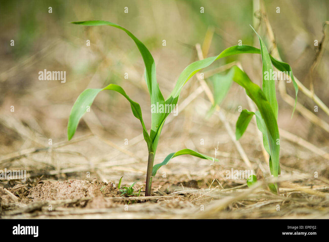 Sprouting corn in field in Honesdale, PA. Stock Photo