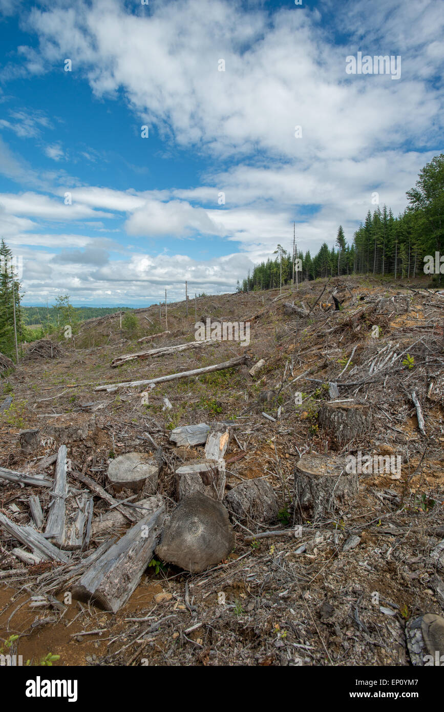 Bare land after cutting trees in rural Oregon, USA Stock Photo Alamy