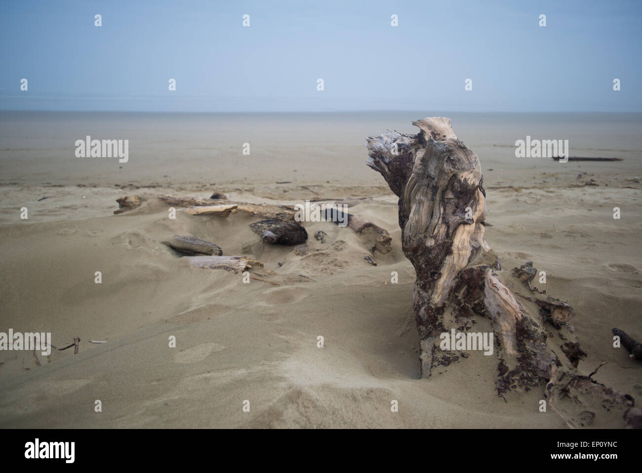 Driftwood enveloped in sand in Oregon, USA Stock Photo