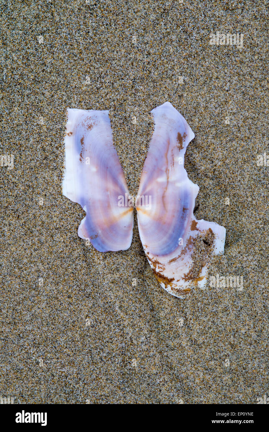 Open clam shell washed ashore in Oregon, USA Stock Photo