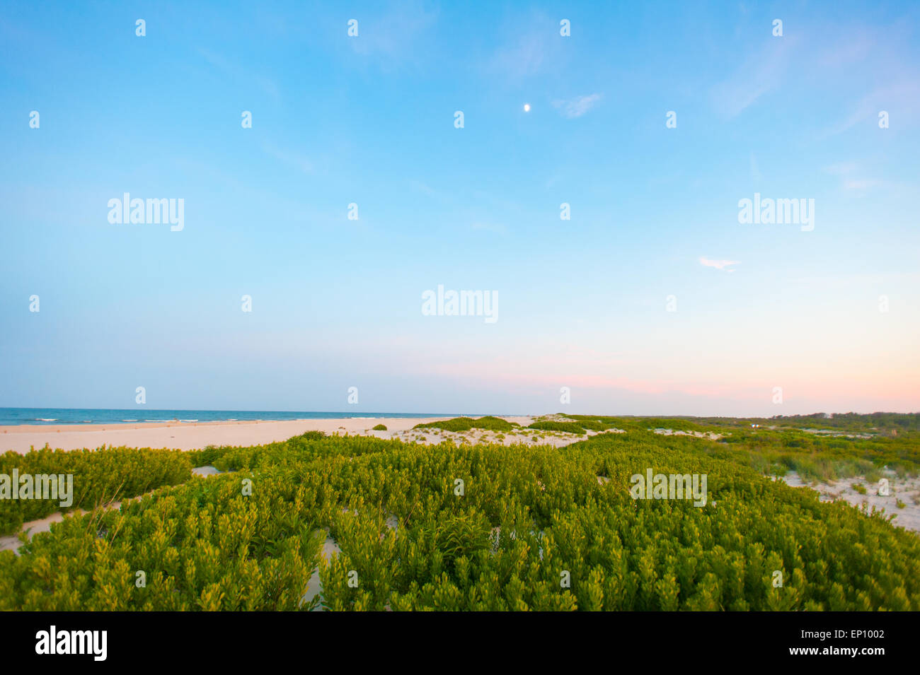 Sand Dunes covered in vegetation at Assateague Island National Seashore, Maryland, USA Stock Photo