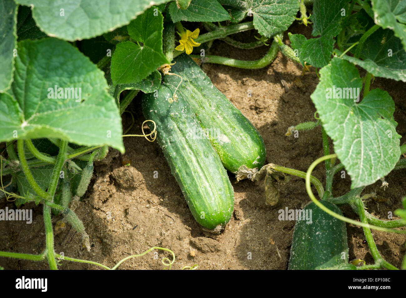 Closeup of cucumbers growing in cucumber field near Federalsburg
