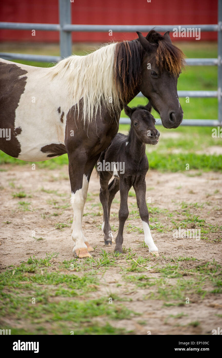 Mother horse with her foal near Hurlock, Maryland, USA Stock Photo