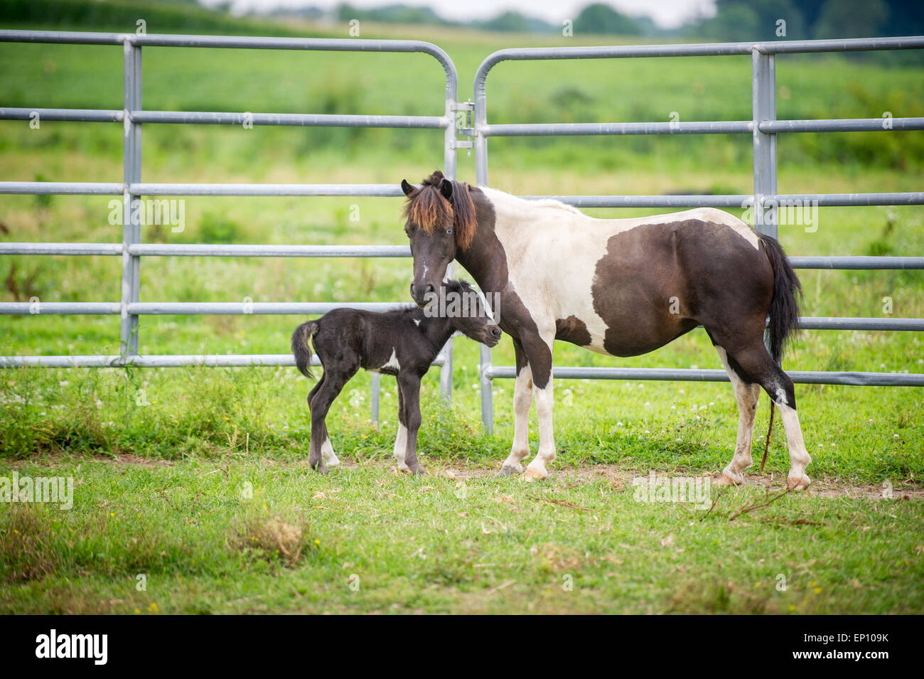 Mother horse with her foal near Hurlock, Maryland, USA, standing near a tall fence Stock Photo