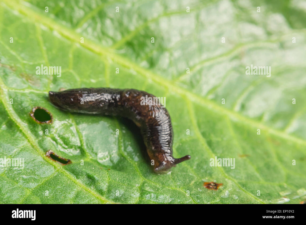 common garden slug