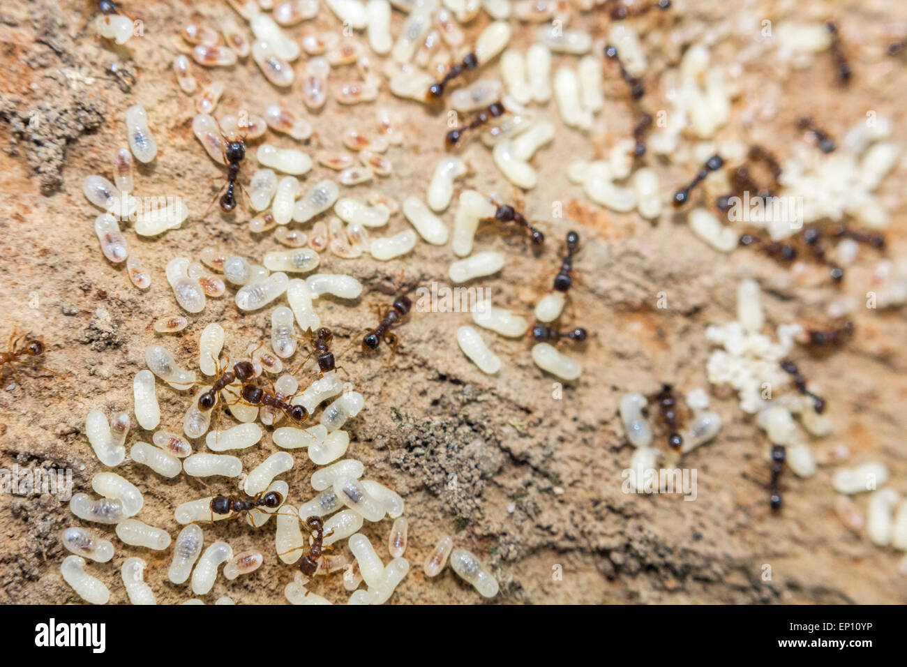 Black ants nest eggs in hires stock photography and images Alamy