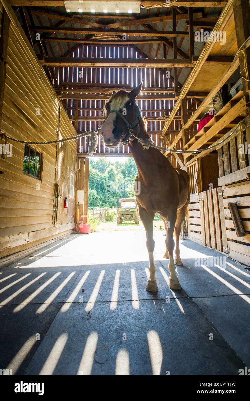 Horse in a stable showing shadows from the wood slats in  Huntingtown, Maryland, USA Stock Photo