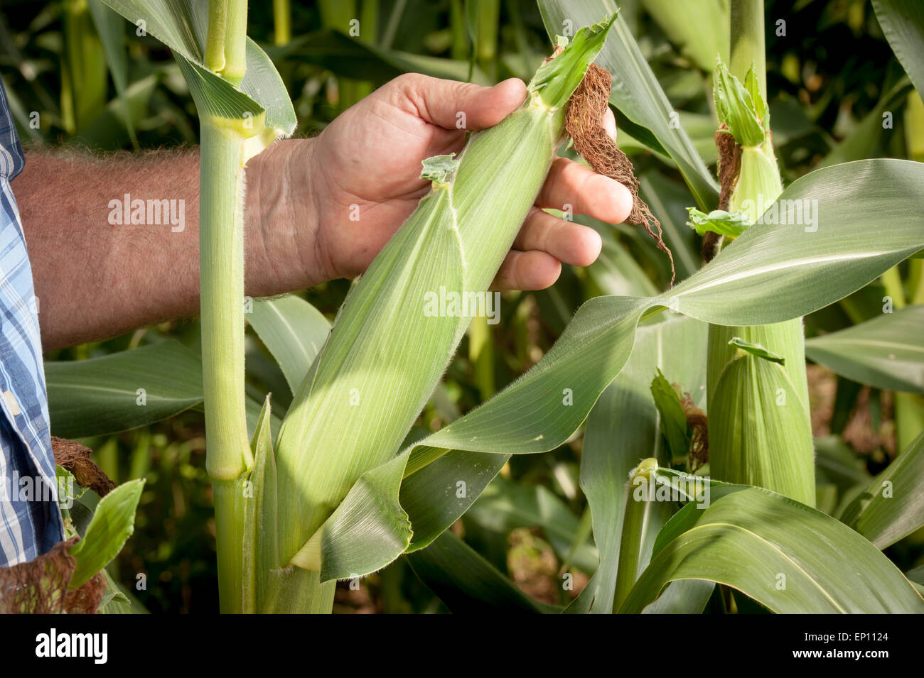 Close-up of farmer inspecting an ear of corn in Port Republic, Maryland, USA Stock Photo