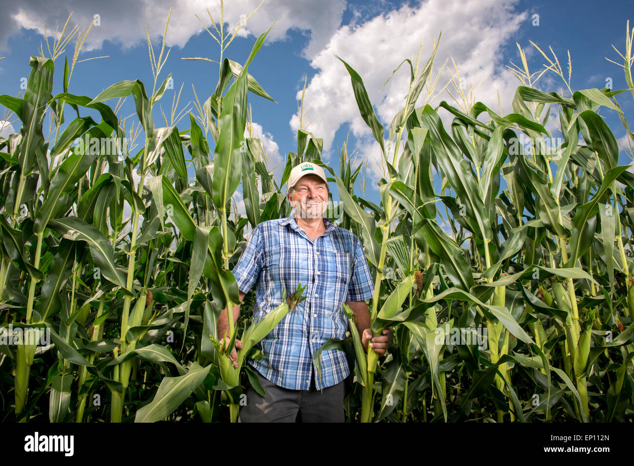 Earl Buddy Hance, Secretary of Agriculture standing in a corn field in Port Republic, Maryland, USA Stock Photo