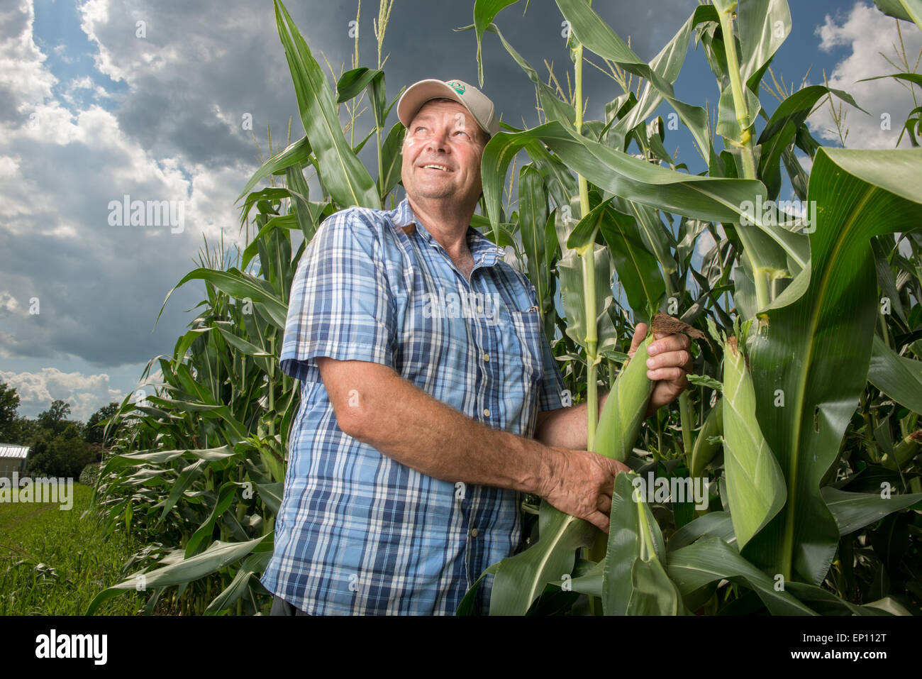 Earl Buddy Hance, Secretary of Agriculture looking up at the sky while standing in a corn field in Port Republic, Maryland, USA Stock Photo
