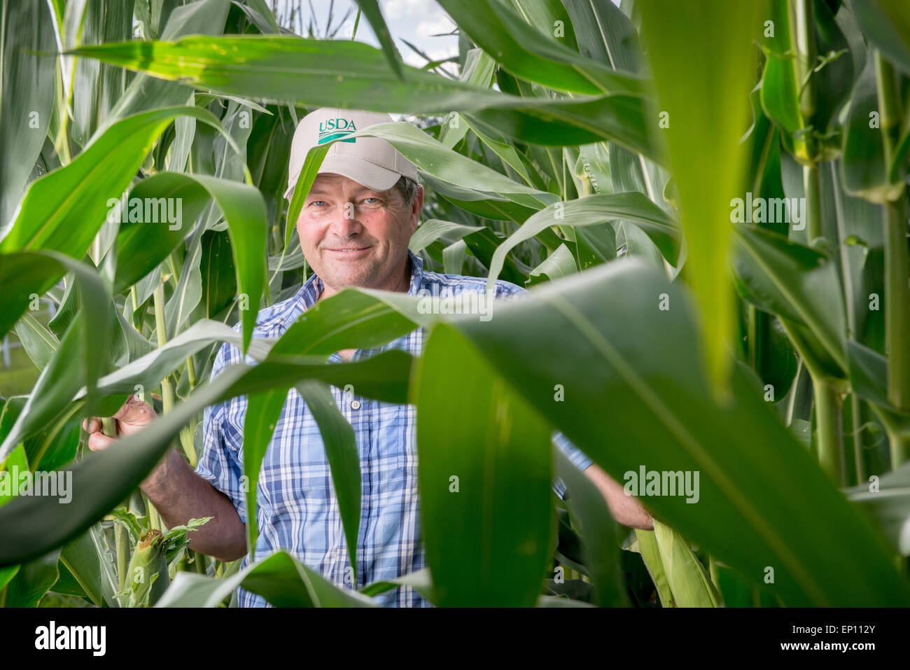 Earl Buddy Hance, Secretary of Agriculture standing in a corn field in Port Republic, Maryland, USA Stock Photo