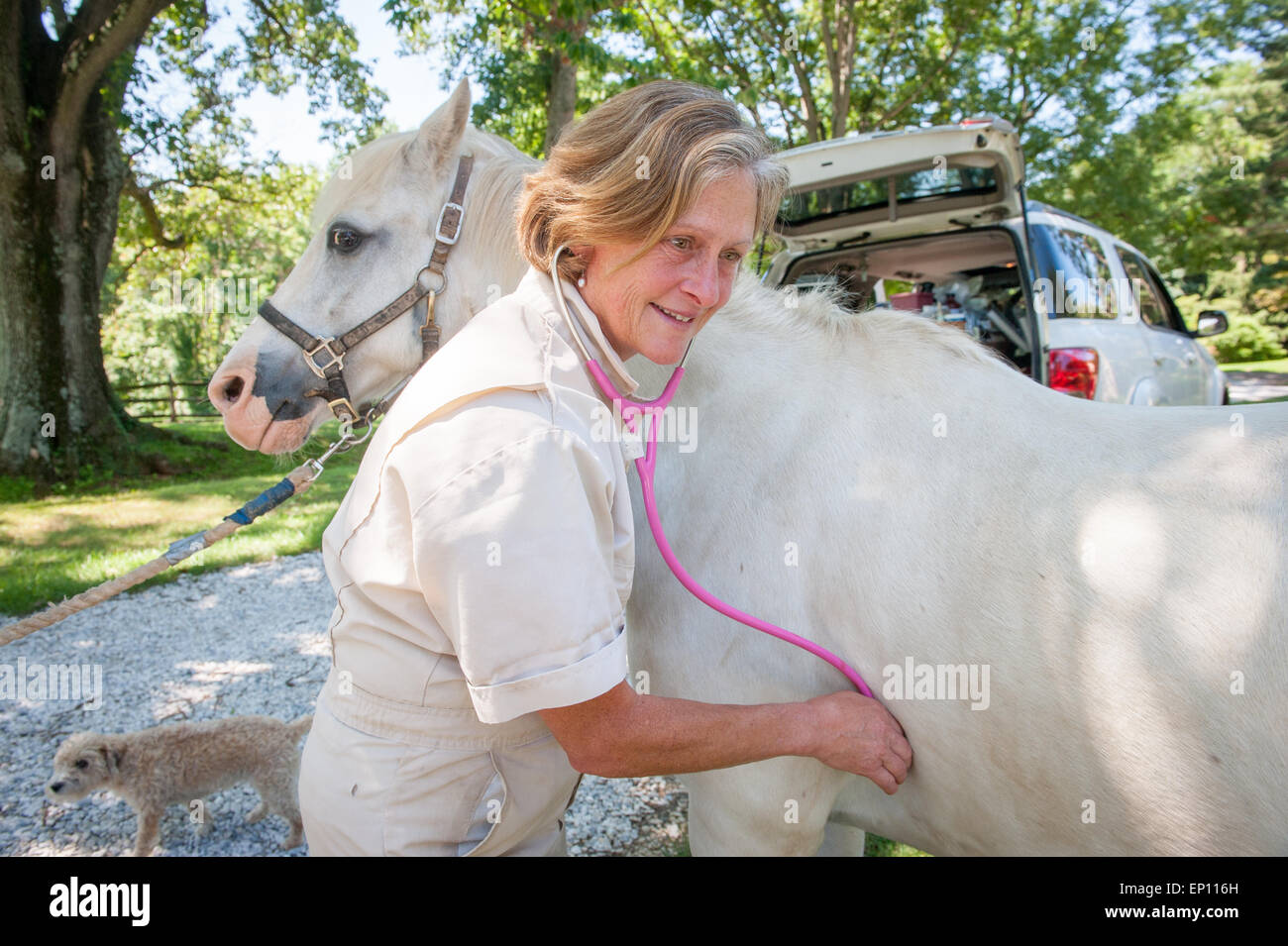 Equine vet using a stethoscope on a horse in Sparks, Maryland, USA