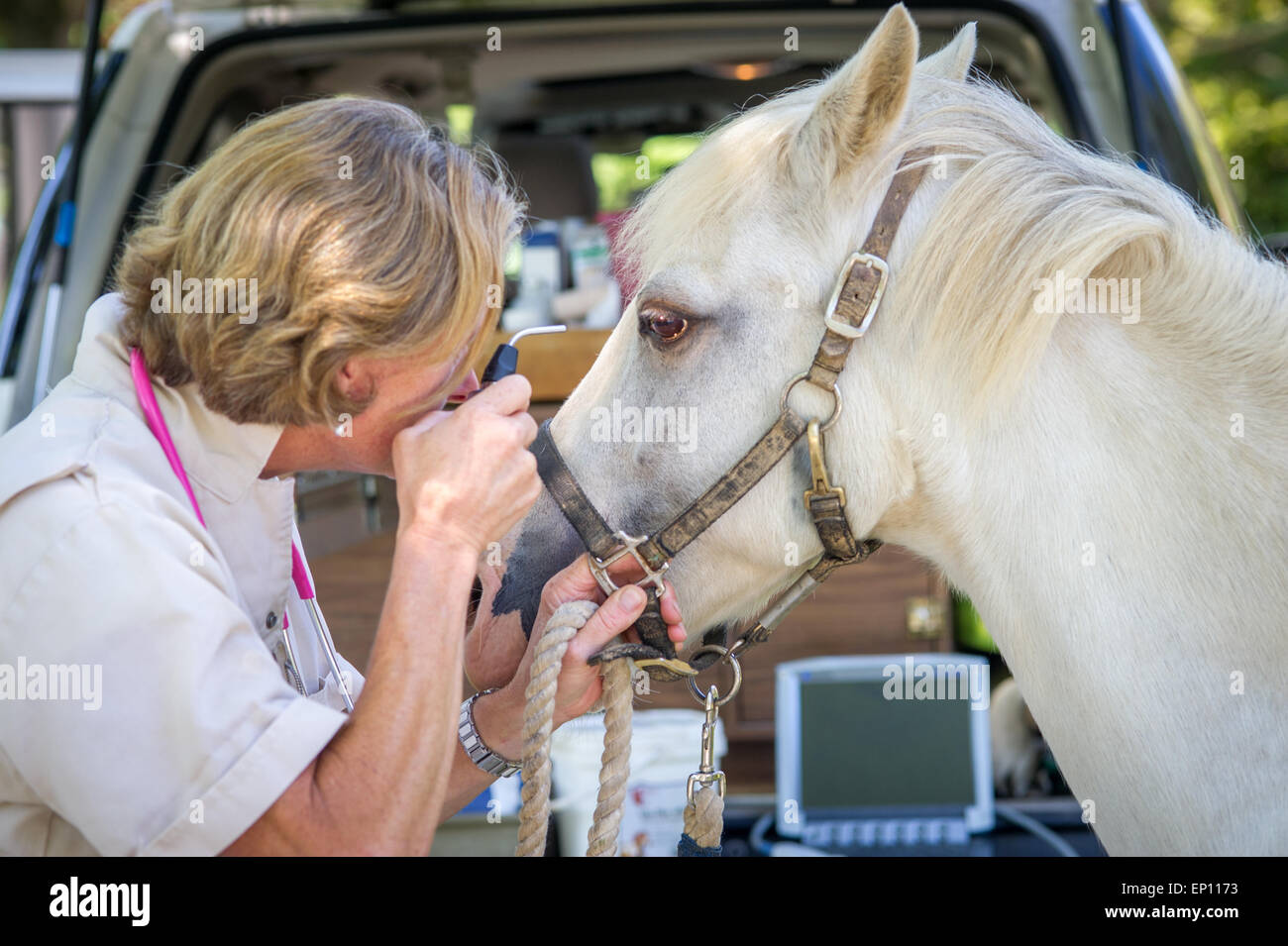 Equine vet checking the eye on a horse in Sparks, Maryland, USA Stock