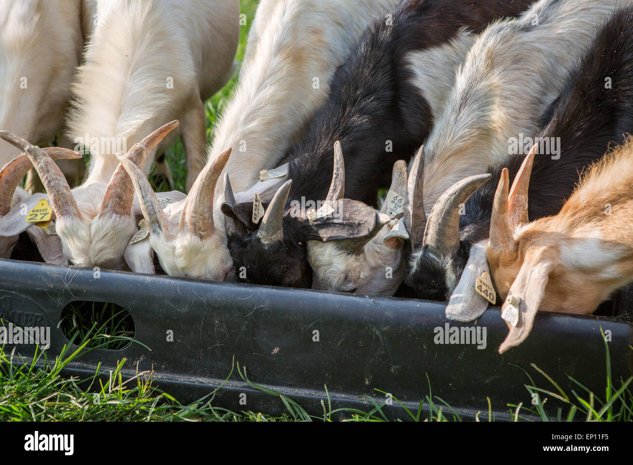Goats feeding in trough in Keedysville, Maryland, USA Stock Photo Alamy