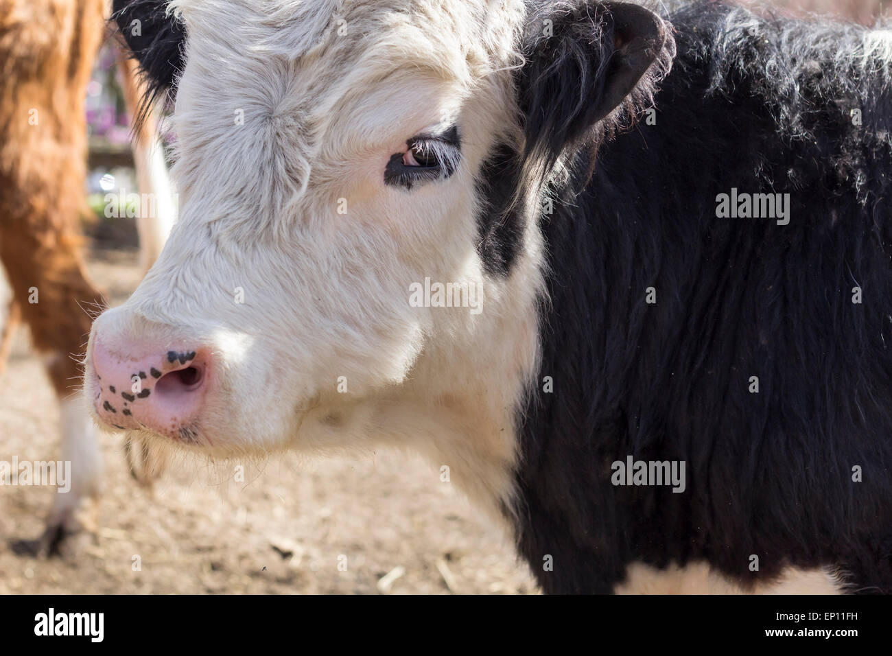 Calving Pens, Helping farmers in Scotland