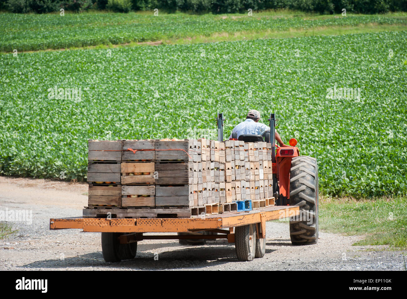 Tractor hauling crates of tomatoes in Westminster, Maryland, USA Stock Photo