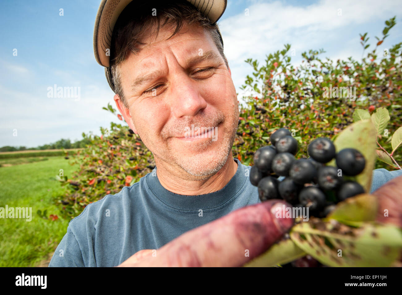 Man picking Aronia (Chokeberry) (melanocarpa). Stock Photo
