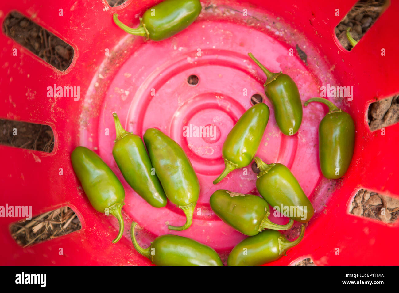 Green jalape–o ( Capsicum Annuum ) peppers in red bucket. Stock Photo