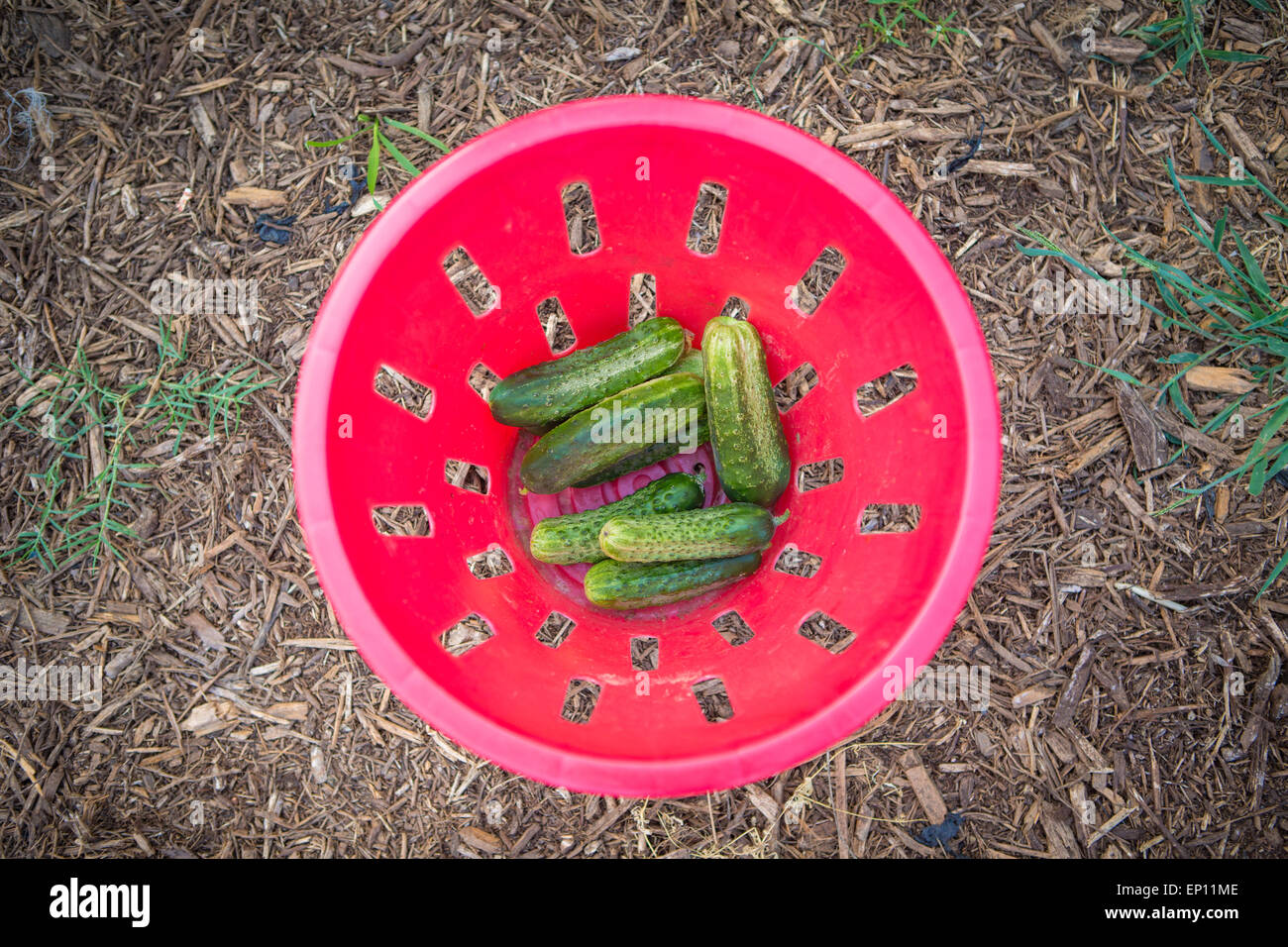 Freshly picked cucumbers (Cucumis sativus) in a red bucket. Stock Photo