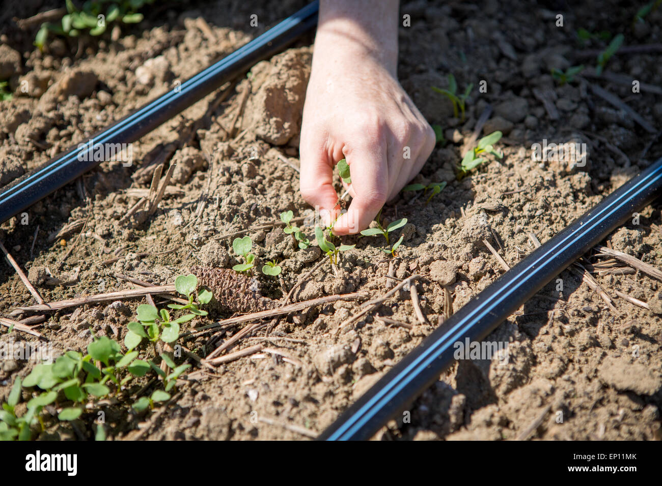 Hands picking small green plant out of soil. Stock Photo
