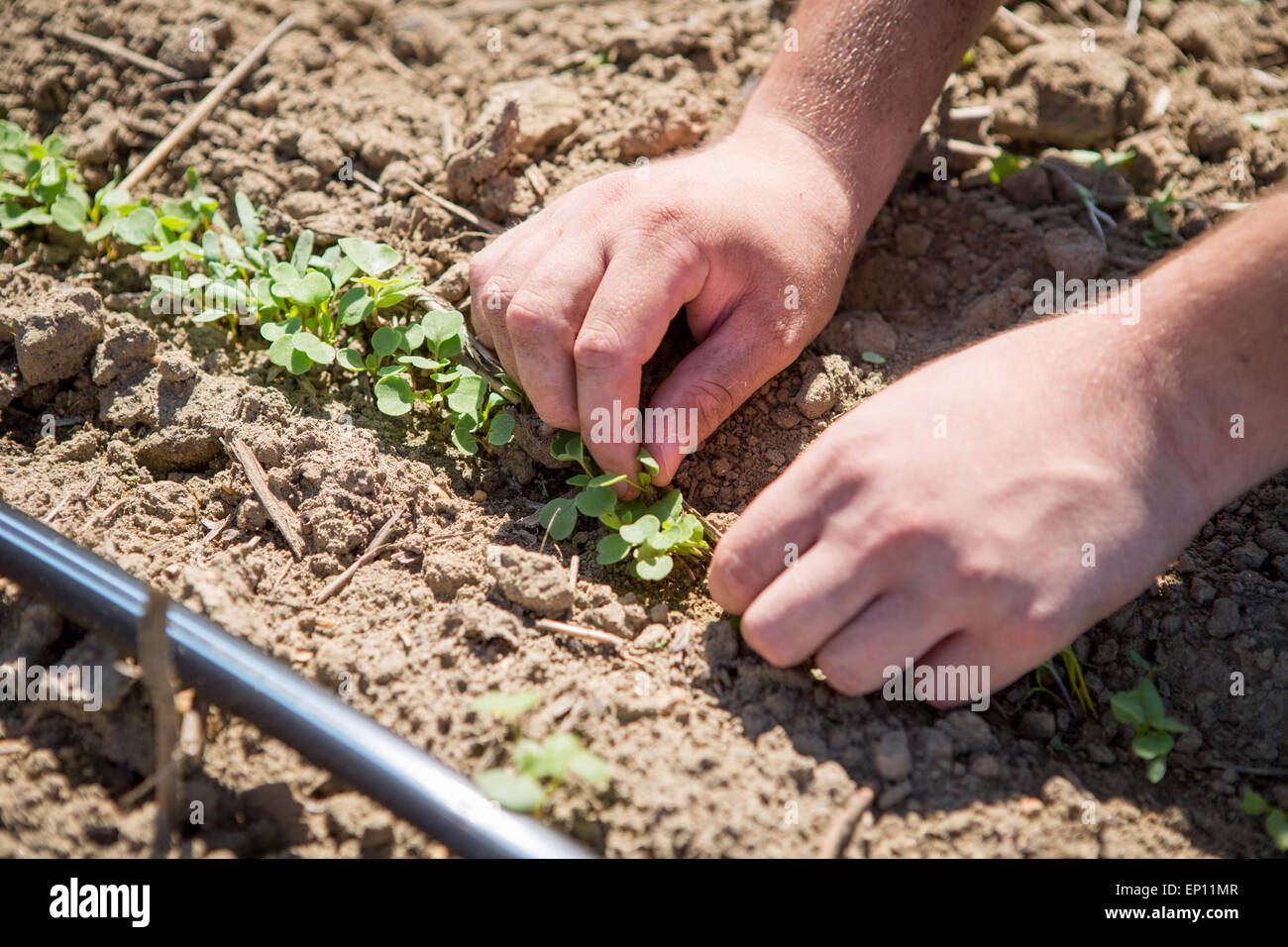 Hands picking small green plant out of soil. Stock Photo