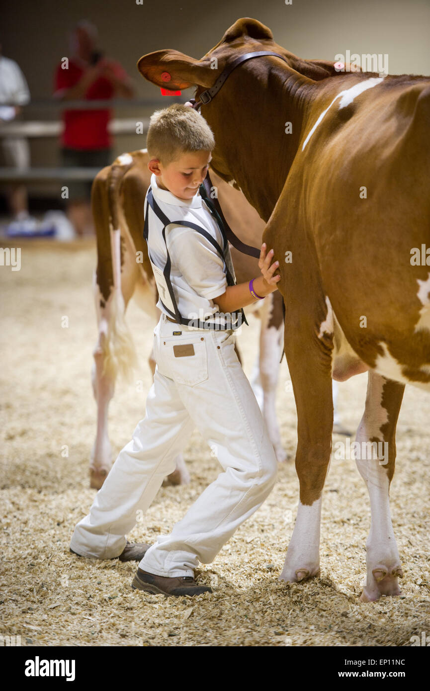 Boy wearing white jeans and white shirt pushing a cow into position at the Maryland State Fair in Timonium, Maryland, USA Stock Photo