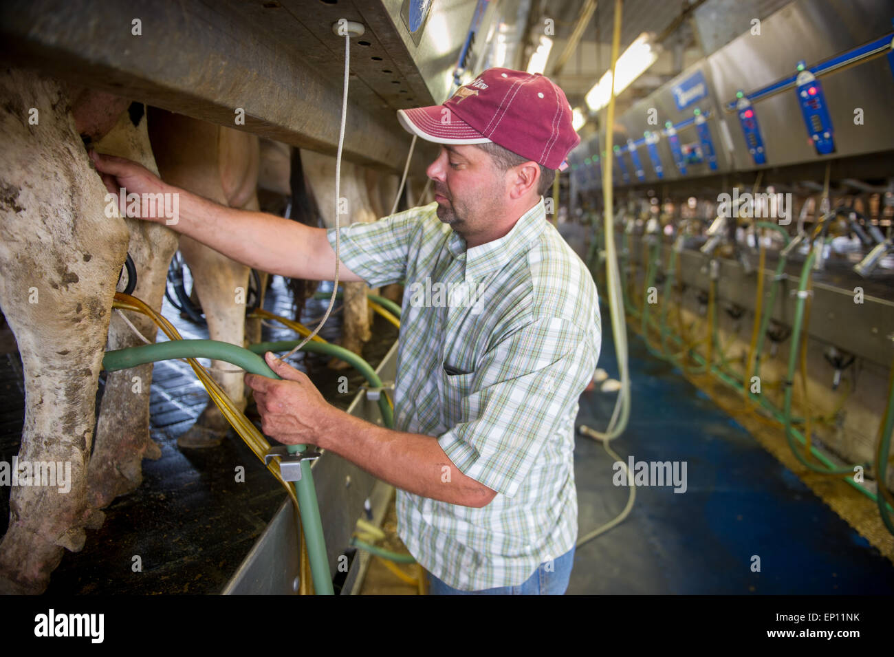 Farmer connecting dairy equipment to a cow in a milking operation in Ridgley, Maryland, USA Stock Photo