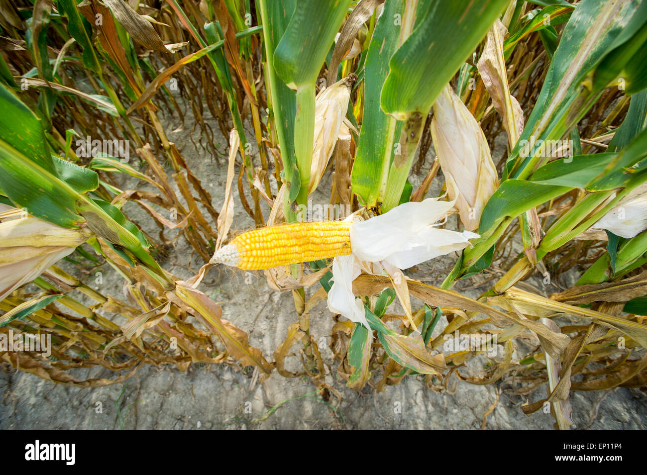 Shucked field corn in a corn field in Ridgley, Maryland, USA Stock Photo
