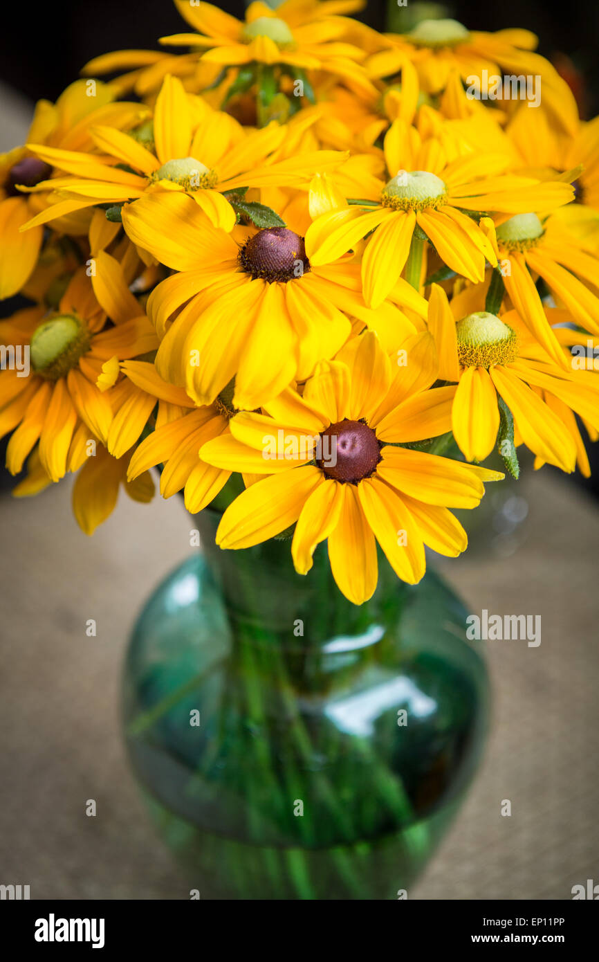 Cut Black-eyed Susans in a green glass vase in Fallston, Maryland, USA Stock Photo