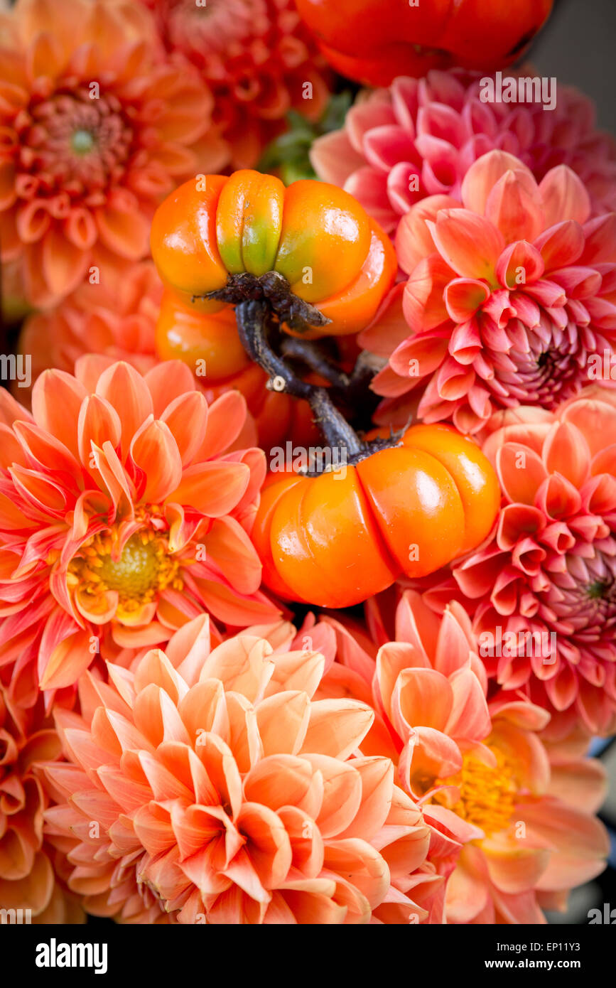 Orange Zinnas with small pumpkins at a flower farm in Fallston, Maryland, USA Stock Photo