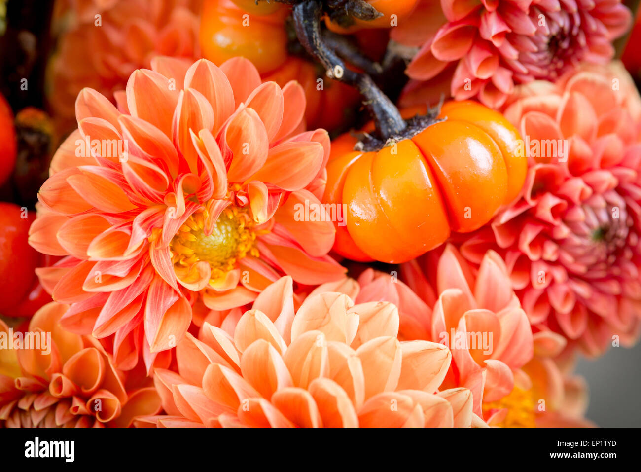 Orange Zinnas with small pumpkins at a flower farm in Fallston, Maryland, USA Stock Photo