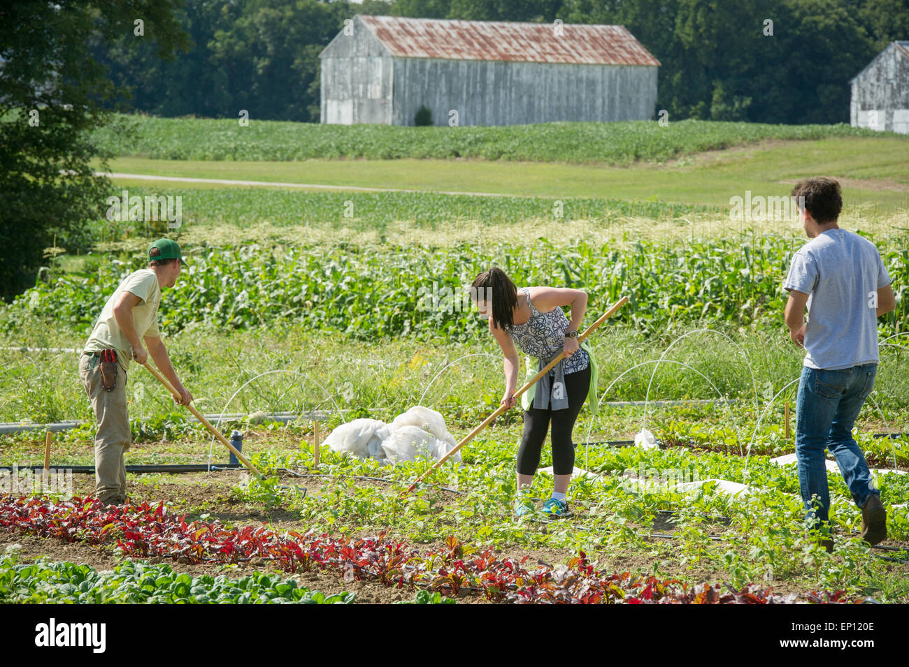 Students working on a farm and tending to the vegetables in Upper Marlboro, Maryland, USA Stock Photo