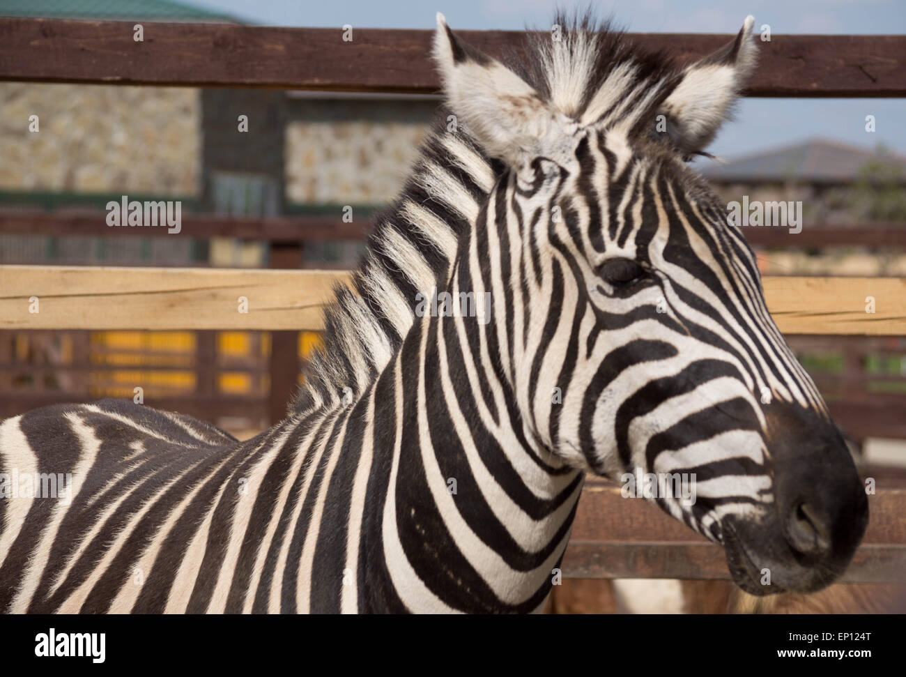 Zebra in a zoo close up Stock Photo - Alamy