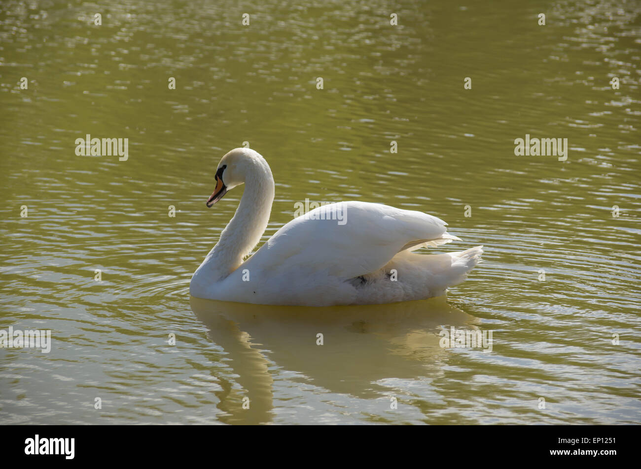 The white swan floating on a pond Stock Photo - Alamy
