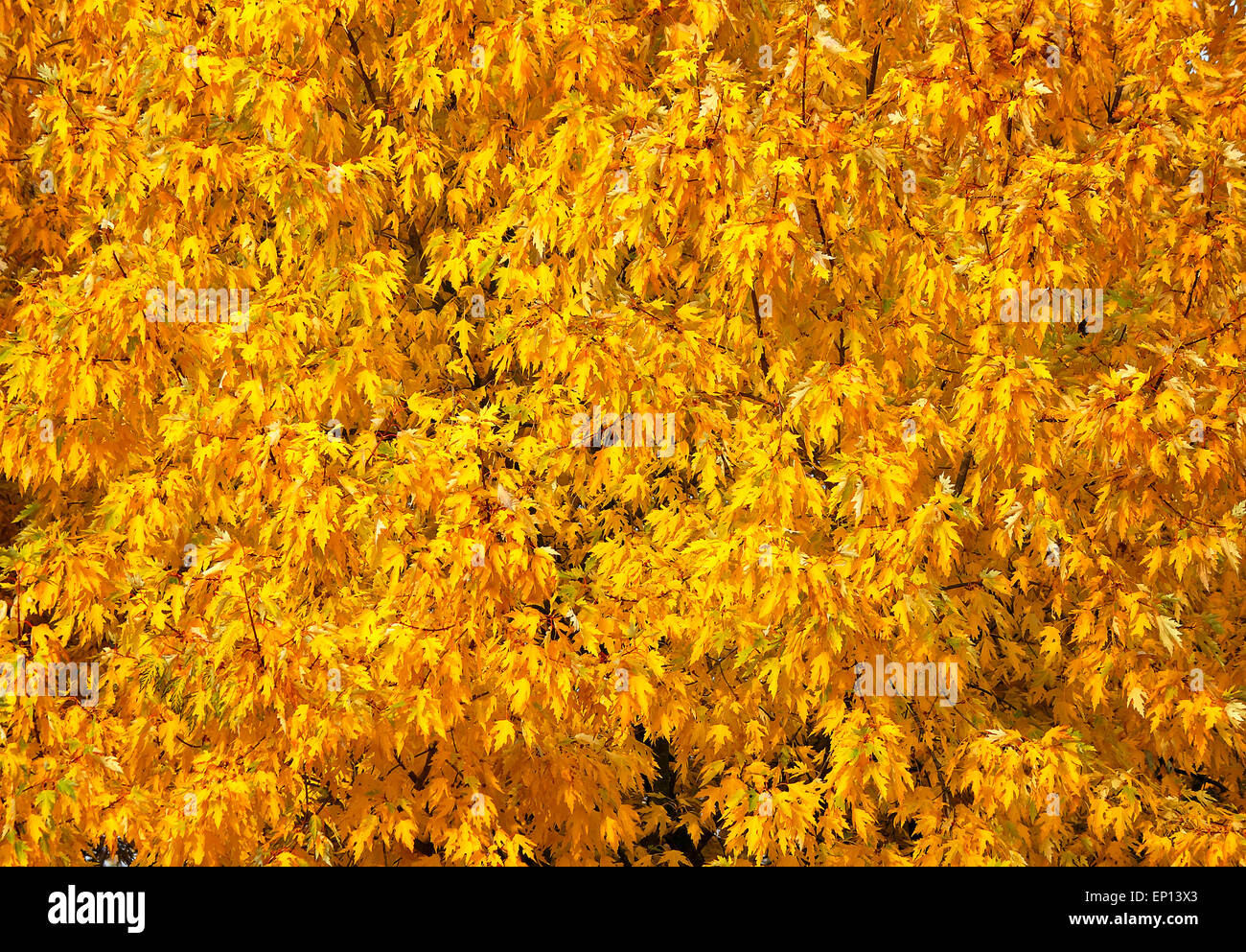 Fragment of the thick crown of a tree in autumn with a lot of leaves of ...